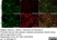 Anti Mouse ER-TR7 Antibody, clone ER-TR7 thumbnail image 8