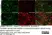 Anti Mouse ER-TR7 Antibody, clone ER-TR7 thumbnail image 8