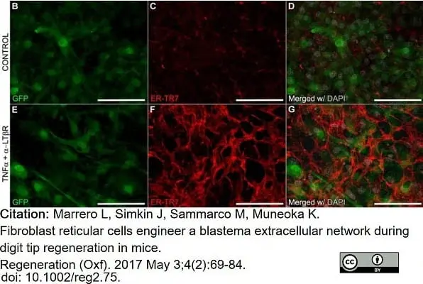 Anti Mouse ER-TR7 Antibody, clone ER-TR7 gallery image 8