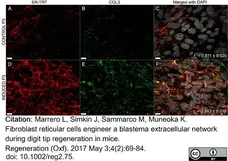 Anti Mouse ER-TR7 Antibody, clone ER-TR7 gallery image 9