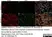 Anti Mouse ER-TR7 Antibody, clone ER-TR7 thumbnail image 9