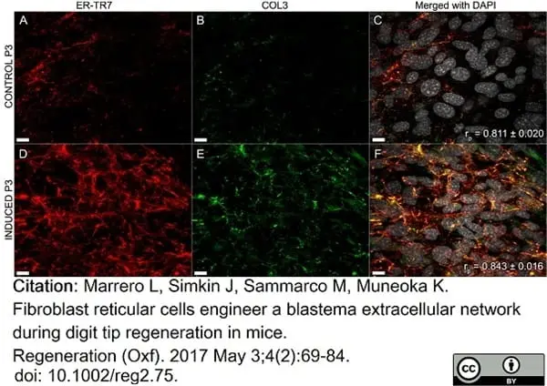 Anti Mouse ER-TR7 Antibody, clone ER-TR7 gallery image 9