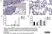 Anti Mouse F4/80 Antibody, clone Cl:A3-1 thumbnail image 1