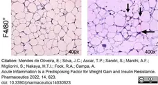 Anti Mouse F4/80 Antibody, clone Cl:A3-1 gallery image 100