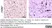 Anti Mouse F4/80 Antibody, clone Cl:A3-1 thumbnail image 100