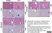 Anti Mouse F4/80 Antibody, clone Cl:A3-1 thumbnail image 102