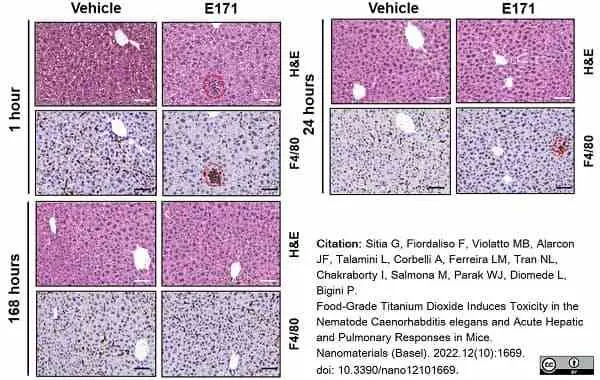 Anti Mouse F4/80 Antibody, clone Cl:A3-1 gallery image 102