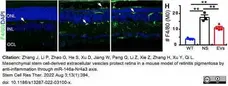Anti Mouse F4/80 Antibody, clone Cl:A3-1 gallery image 106