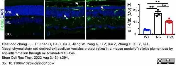 Anti Mouse F4/80 Antibody, clone Cl:A3-1 gallery image 106