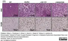 Anti Mouse F4/80 Antibody, clone Cl:A3-1 gallery image 107