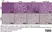Anti Mouse F4/80 Antibody, clone Cl:A3-1 thumbnail image 107