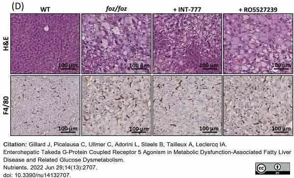 Anti Mouse F4/80 Antibody, clone Cl:A3-1 gallery image 107