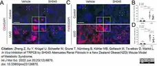 Anti Mouse F4/80 Antibody, clone Cl:A3-1 gallery image 108