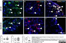 Anti Mouse F4/80 Antibody, clone Cl:A3-1 gallery image 109