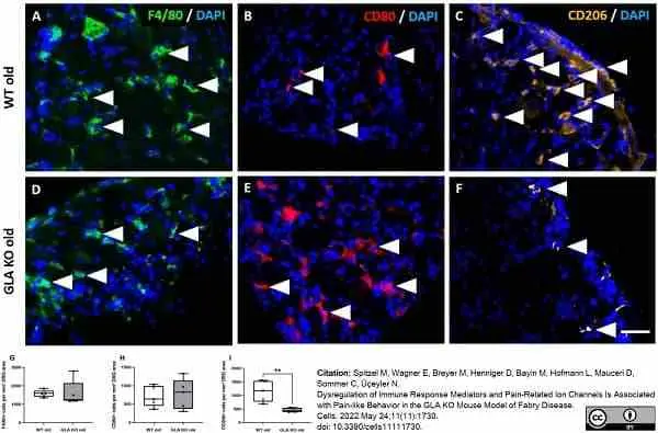 Anti Mouse F4/80 Antibody, clone Cl:A3-1 gallery image 109
