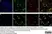 Anti Mouse F4/80 Antibody, clone Cl:A3-1 thumbnail image 111