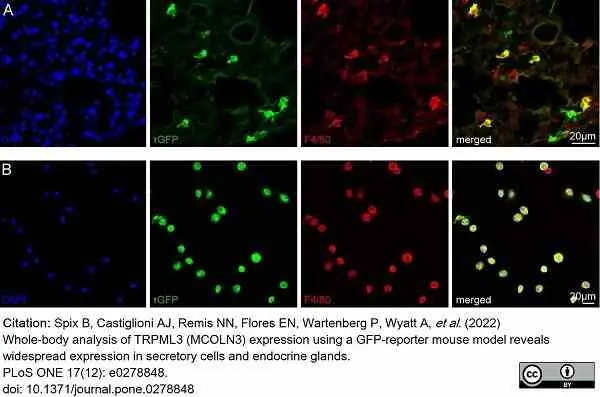 Anti Mouse F4/80 Antibody, clone Cl:A3-1 gallery image 111