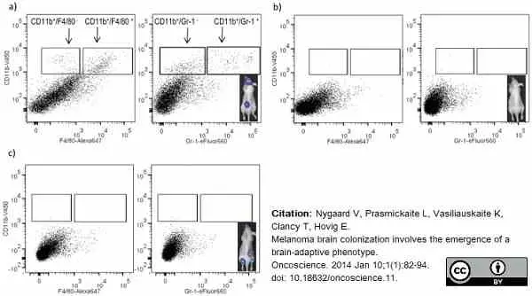 Anti Mouse F4/80 Antibody, clone Cl:A3-1 gallery image 112