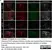 Anti Mouse F4/80 Antibody, clone Cl:A3-1 thumbnail image 113