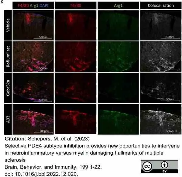 Anti Mouse F4/80 Antibody, clone Cl:A3-1 gallery image 113