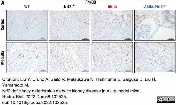 Anti Mouse F4/80 Antibody, clone Cl:A3-1 gallery image 114