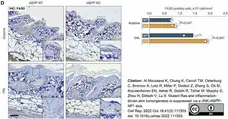 Anti Mouse F4/80 Antibody, clone Cl:A3-1 gallery image 115
