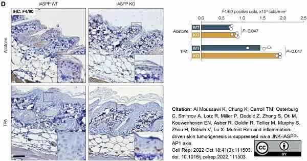 Anti Mouse F4/80 Antibody, clone Cl:A3-1 gallery image 115