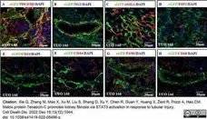 Anti Mouse F4/80 Antibody, clone Cl:A3-1 gallery image 116