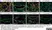 Anti Mouse F4/80 Antibody, clone Cl:A3-1 thumbnail image 116