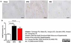 Anti Mouse F4/80 Antibody, clone Cl:A3-1 gallery image 117