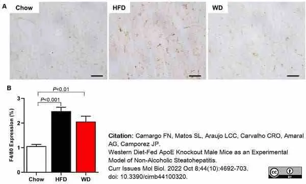 Anti Mouse F4/80 Antibody, clone Cl:A3-1 gallery image 117
