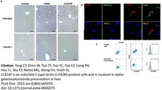 Anti Mouse F4/80 Antibody, clone Cl:A3-1 gallery image 12