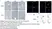 Anti Mouse F4/80 Antibody, clone Cl:A3-1 thumbnail image 12