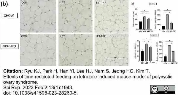 Anti Mouse F4/80 Antibody, clone Cl:A3-1 gallery image 120
