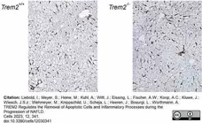 Anti Mouse F4/80 Antibody, clone Cl:A3-1 gallery image 121