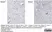 Anti Mouse F4/80 Antibody, clone Cl:A3-1 thumbnail image 121