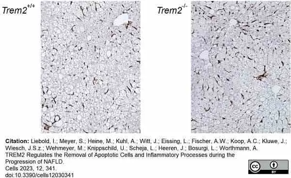 Anti Mouse F4/80 Antibody, clone Cl:A3-1 gallery image 121