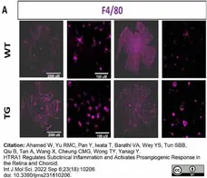 Anti Mouse F4/80 Antibody, clone Cl:A3-1 gallery image 122