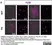 Anti Mouse F4/80 Antibody, clone Cl:A3-1 thumbnail image 122