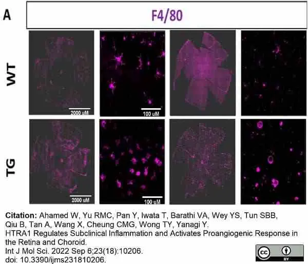 Anti Mouse F4/80 Antibody, clone Cl:A3-1 gallery image 122