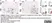 Anti Mouse F4/80 Antibody, clone Cl:A3-1 thumbnail image 123