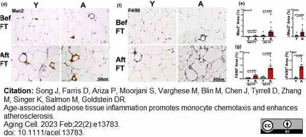 Anti Mouse F4/80 Antibody, clone Cl:A3-1 gallery image 123