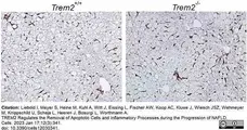 Anti Mouse F4/80 Antibody, clone Cl:A3-1 gallery image 133