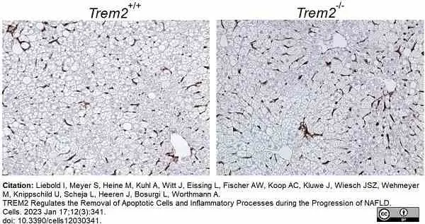 Anti Mouse F4/80 Antibody, clone Cl:A3-1 gallery image 133