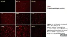 Anti Mouse F4/80 Antibody, clone Cl:A3-1 gallery image 14