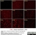 Anti Mouse F4/80 Antibody, clone Cl:A3-1 thumbnail image 14