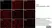 Anti Mouse F4/80 Antibody, clone Cl:A3-1 thumbnail image 14