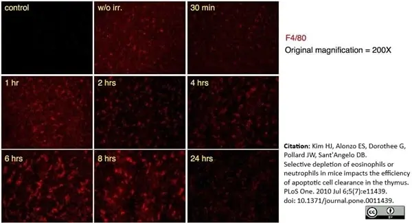 Anti Mouse F4/80 Antibody, clone Cl:A3-1 gallery image 14