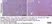 Anti Mouse F4/80 Antibody, clone Cl:A3-1 thumbnail image 142