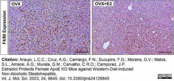 Anti Mouse F4/80 Antibody, clone Cl:A3-1 gallery image 142